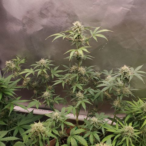 Purple Punch Auto - PP - Seedsman  growlog timeline photo