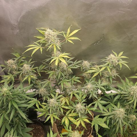 Purple Punch Auto - PP - Seedsman  growlog timeline photo