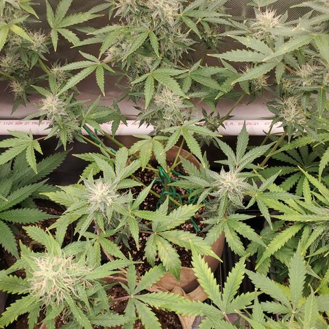 Purple Punch Auto - PP - Seedsman  growlog timeline photo