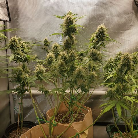 Gelat OG Auto - PP - Seedsman growlog timeline photo