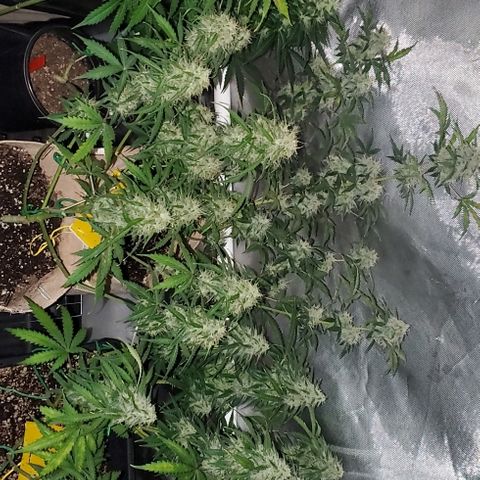 Purple Punch Auto - PP - Seedsman  growlog timeline photo