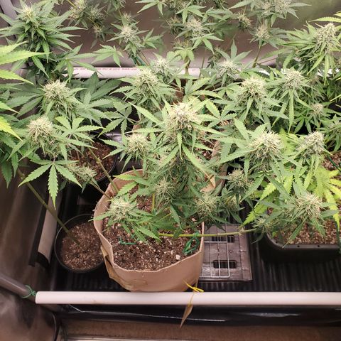 Gelat OG Auto - PP - Seedsman growlog timeline photo