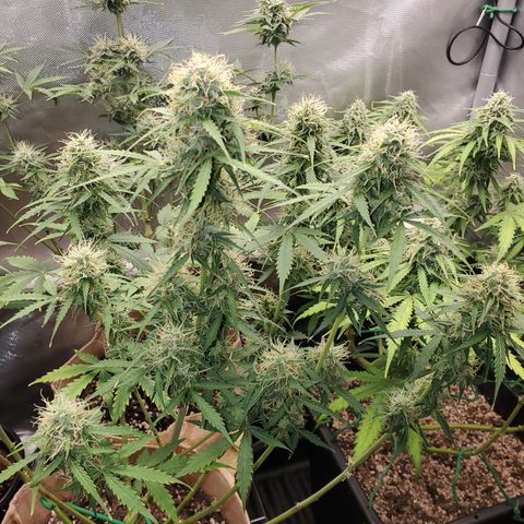 Gelat OG Auto - PP - Seedsman growlog timeline photo