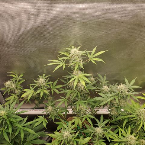 Purple Punch Auto - PP - Seedsman  growlog timeline photo