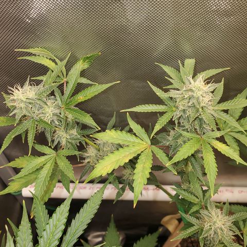 Purple Punch Auto - PP - Seedsman  growlog timeline photo