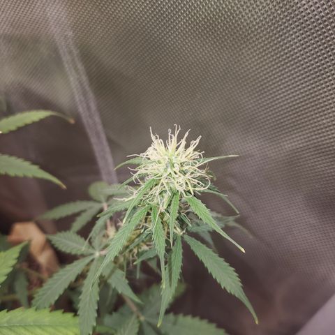 Gelat OG Auto - PP - Seedsman growlog timeline photo