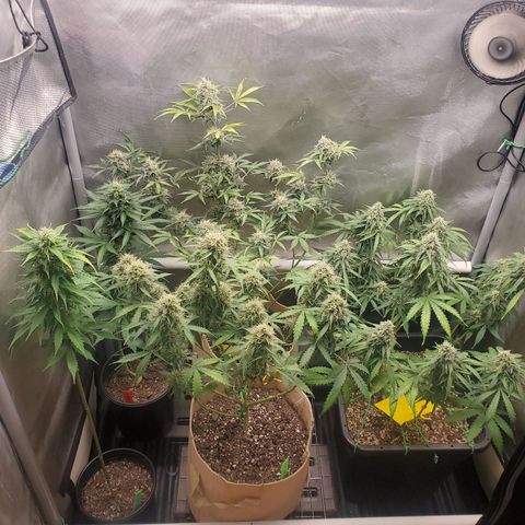 Gelat OG Auto - PP - Seedsman growlog timeline photo