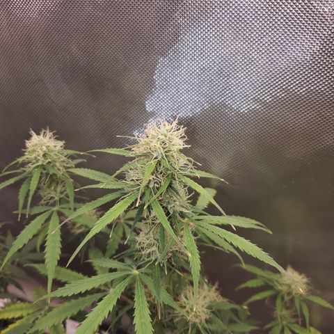 Gelat OG Auto - PP - Seedsman growlog timeline photo