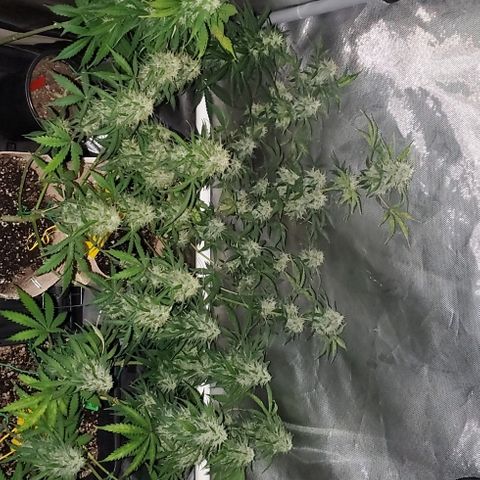 Purple Punch Auto - PP - Seedsman  growlog timeline photo