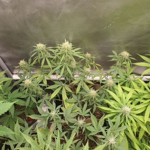 Gelat OG Auto - PP - Seedsman growlog timeline photo
