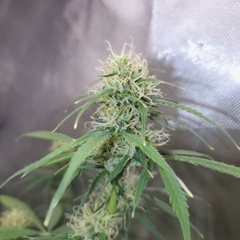 Gelat OG Auto - PP - Seedsman growlog timeline photo
