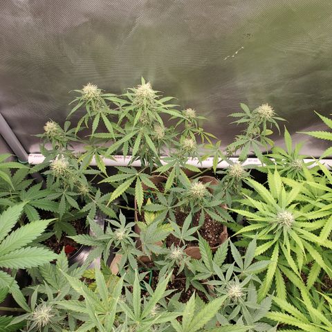 Gelat OG Auto - PP - Seedsman growlog timeline photo