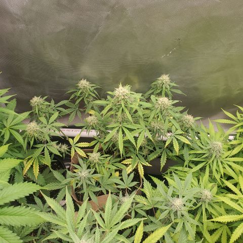 Gelat OG Auto - PP - Seedsman growlog timeline photo