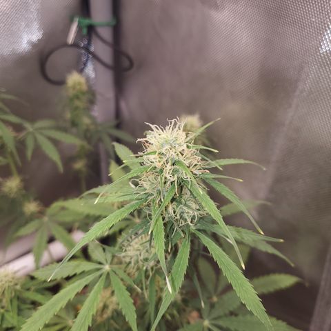 Gelat OG Auto - PP - Seedsman growlog timeline photo