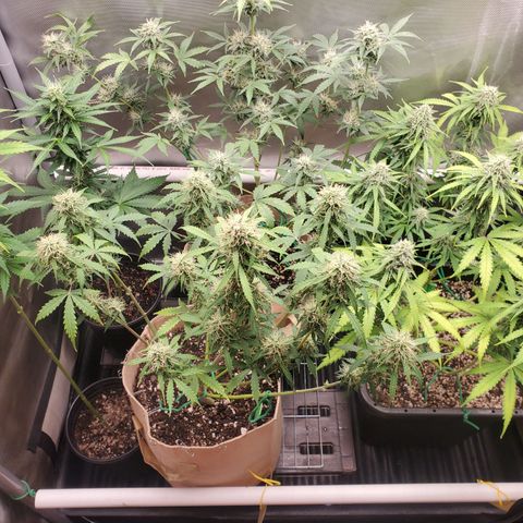 Gelat OG Auto - PP - Seedsman growlog timeline photo