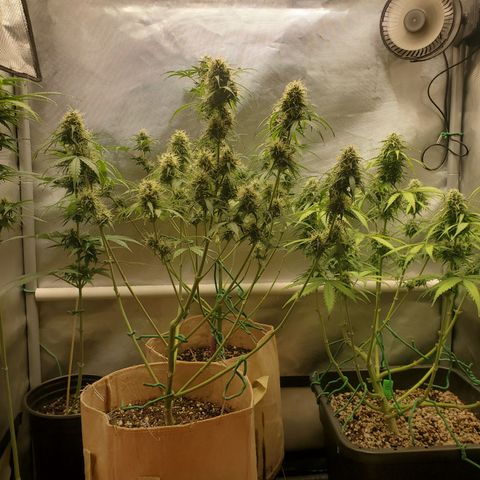Gelat OG Auto - PP - Seedsman growlog timeline photo