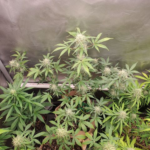Purple Punch Auto - PP - Seedsman  growlog timeline photo