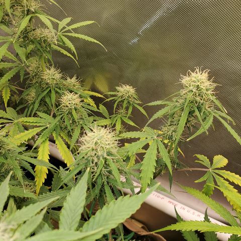 Gelat OG Auto - PP - Seedsman growlog timeline photo