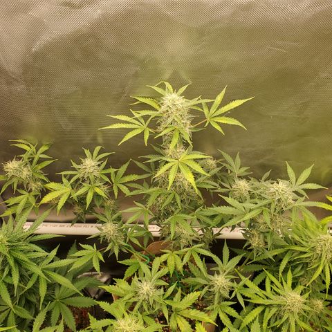 Purple Punch Auto - PP - Seedsman  growlog timeline photo