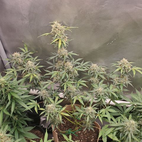 Purple Punch Auto - PP - Seedsman  growlog timeline photo