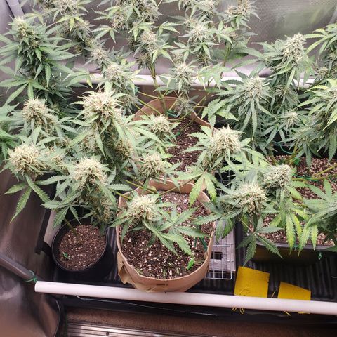 Gelat OG Auto - PP - Seedsman growlog timeline photo