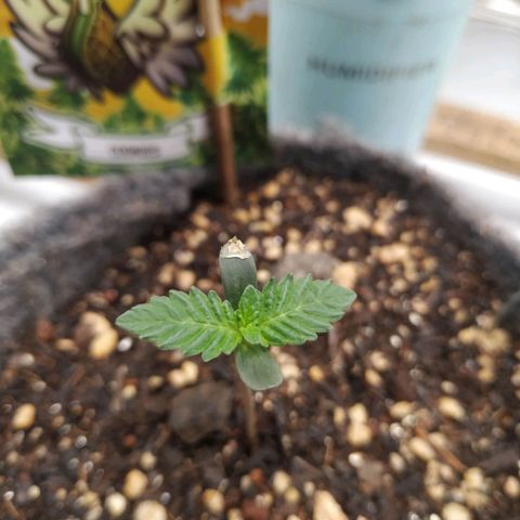 Cookies growlog timeline photo