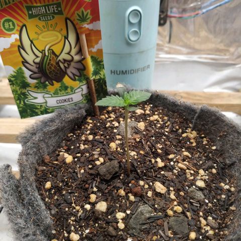 Cookies growlog timeline photo