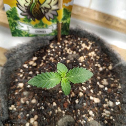 Cookies growlog timeline photo