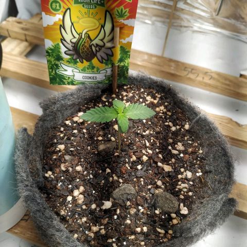 Cookies growlog timeline photo
