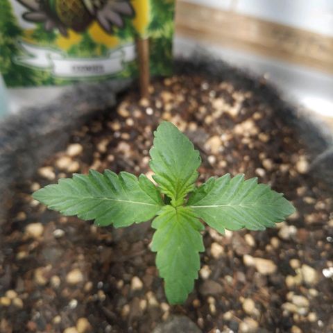 Cookies growlog timeline photo