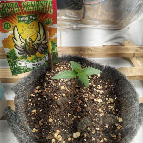 Cookies growlog timeline photo
