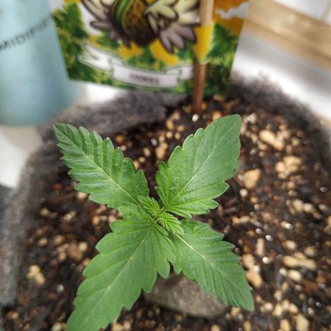Cookies growlog timeline photo
