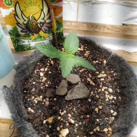 Cookies growlog timeline photo