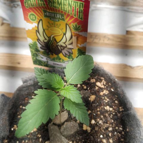 Cookies growlog timeline photo