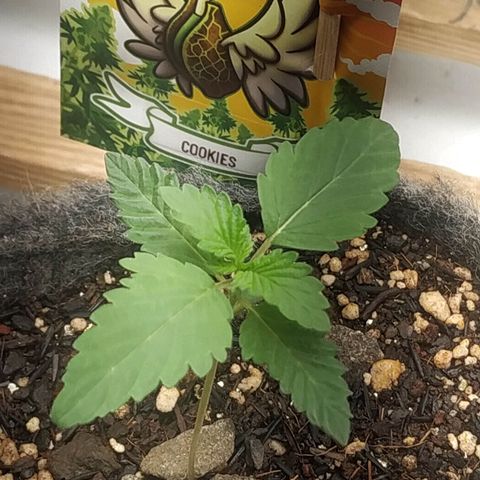Cookies growlog timeline photo