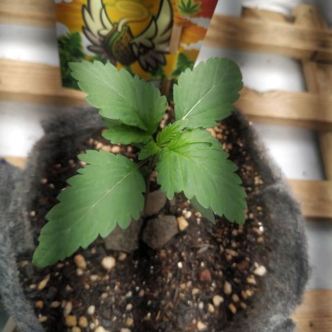 Cookies growlog timeline photo