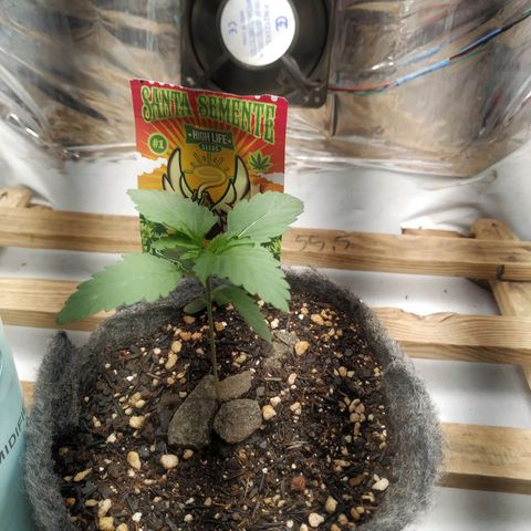 Cookies growlog timeline photo