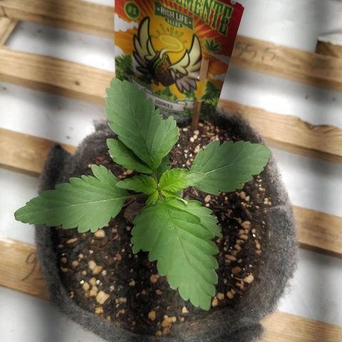 Cookies growlog timeline photo