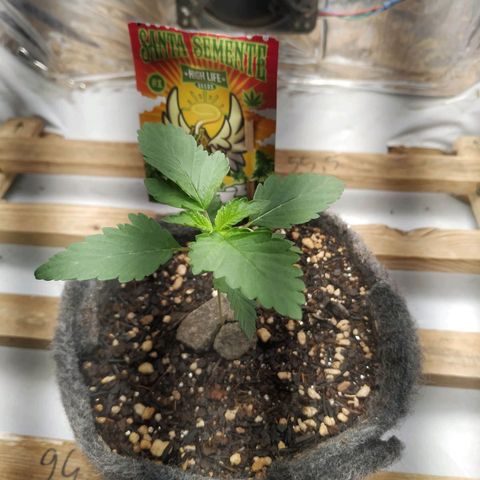 Cookies growlog timeline photo