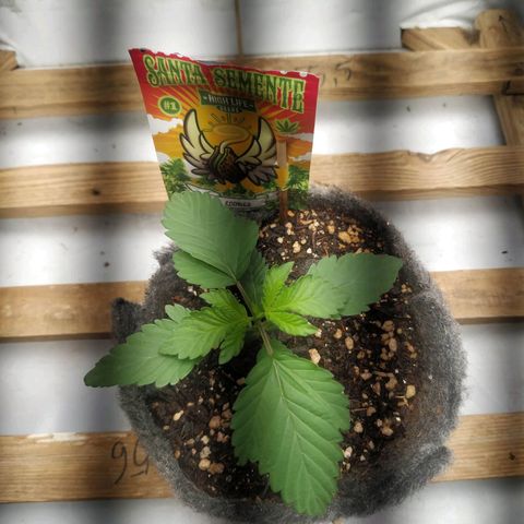 Cookies growlog timeline photo