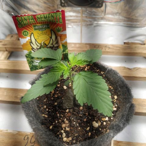Cookies growlog timeline photo