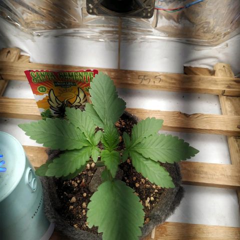 Cookies growlog timeline photo