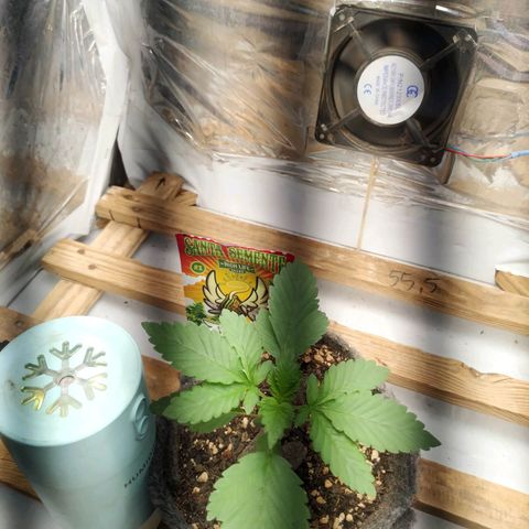 Cookies growlog timeline photo