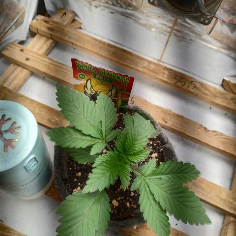 Cookies growlog timeline photo
