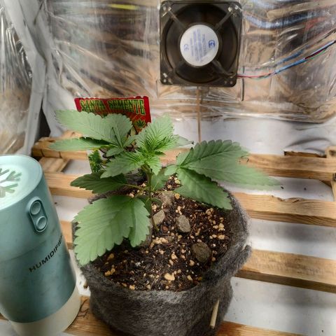 Cookies growlog timeline photo