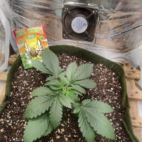 Cookies growlog timeline photo