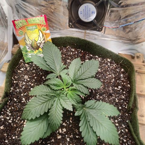 Cookies growlog timeline photo