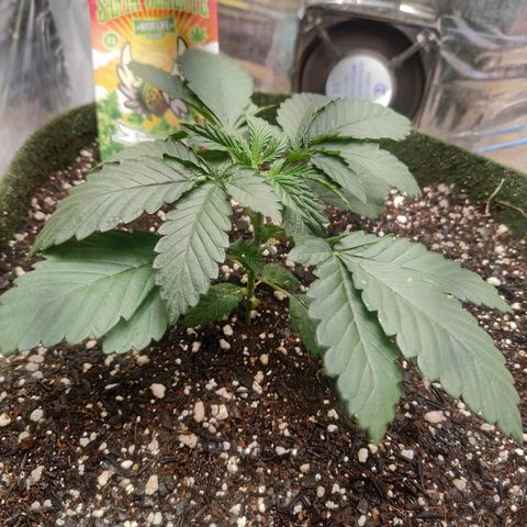 Cookies growlog timeline photo