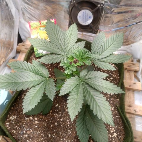 Cookies growlog timeline photo