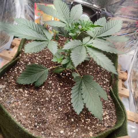 Cookies growlog timeline photo